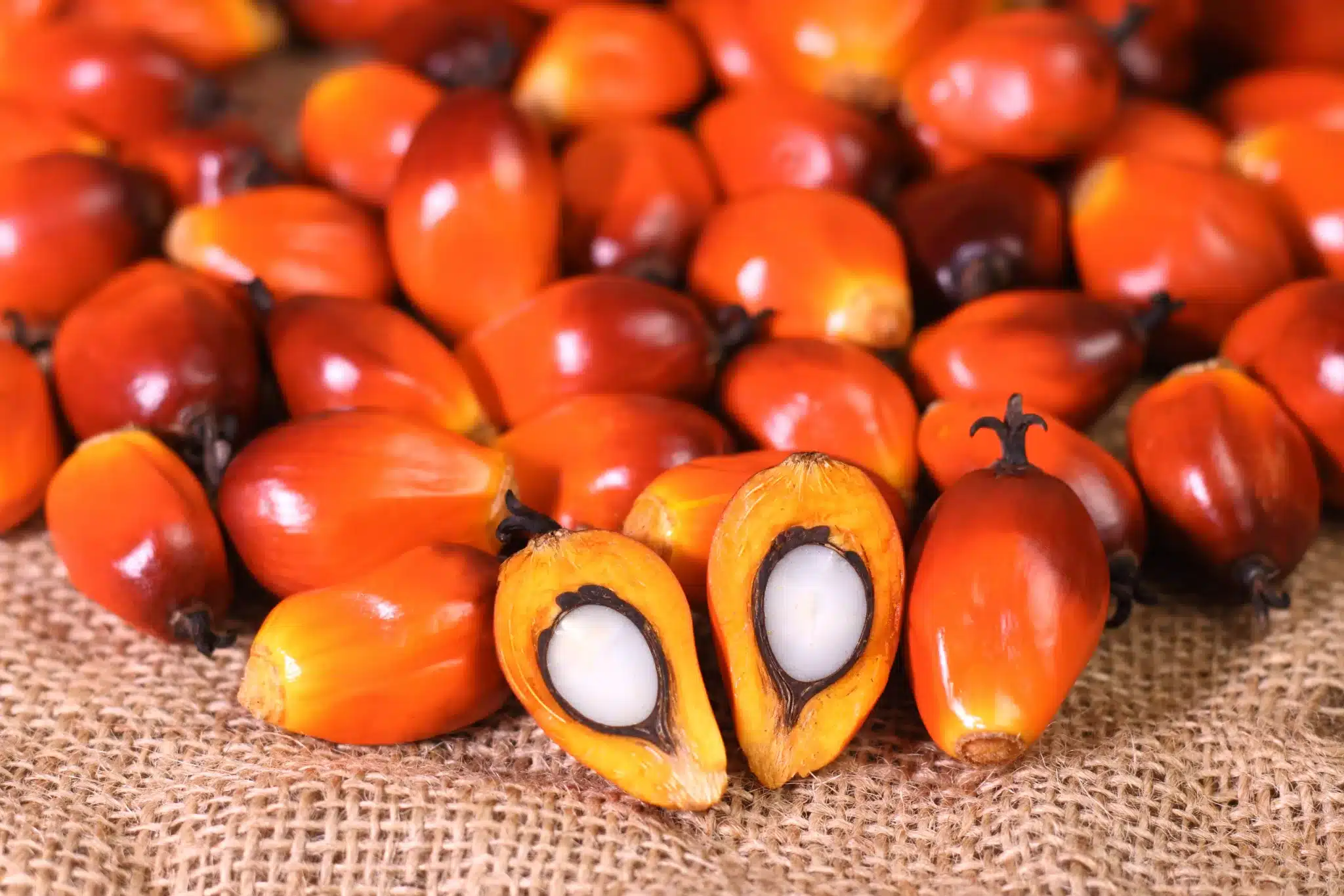 Palm Nuts